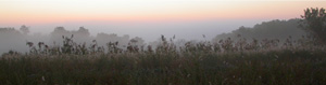 Broom Corn and Fog View from The Tree Farm on a Foggy Morning