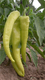 Hungarian wax type peppers Hungarian wax type peppers