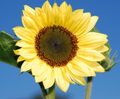 Sunflower Sunflower